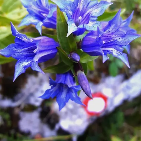 Luxurious Ruby With Sauna Lägenhet Kobarid