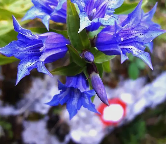 Luxurious Ruby Daire Kobarid